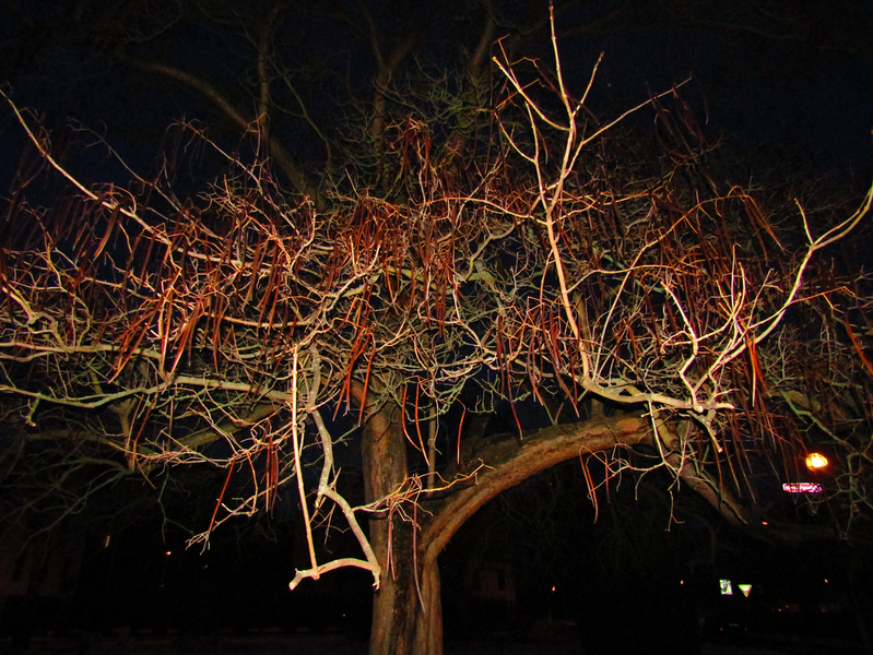 bleskem osvětlený strom