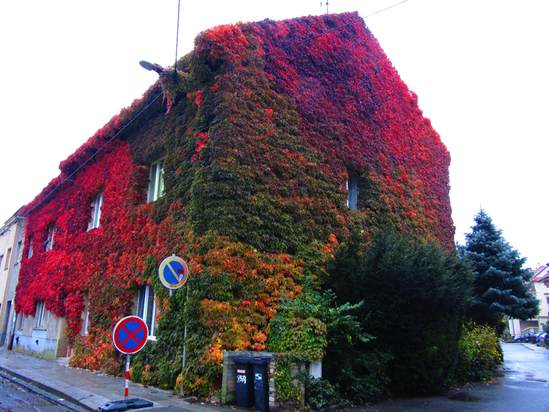 Dům porostlý na podzim rudě zbarveným přísavníkem