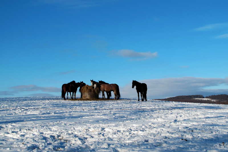 Koníci na Zikmundově