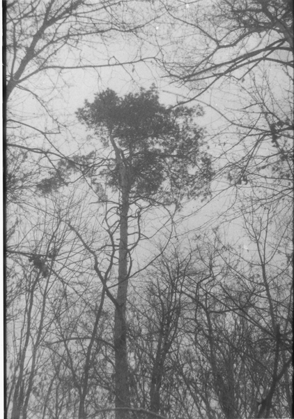 Míkovský bor03