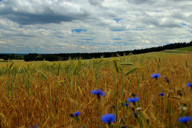 Dozrávající lán obilí