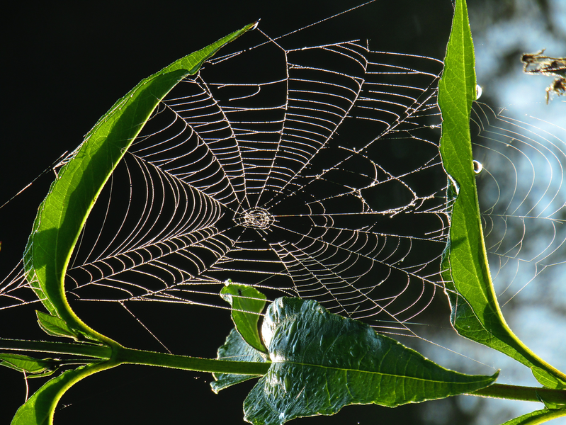 Krása pavoučí sítě