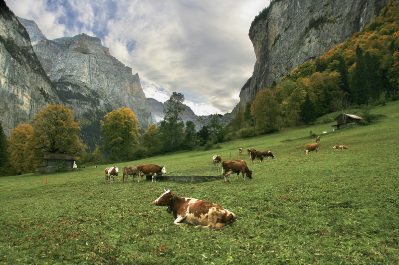 Krávy na večerní pastvě v údolí Luuterbrunne