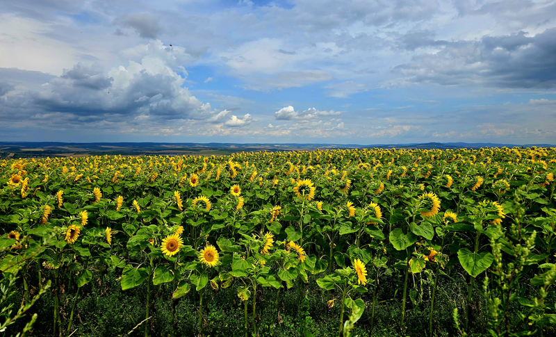Slunečnicové poleII
