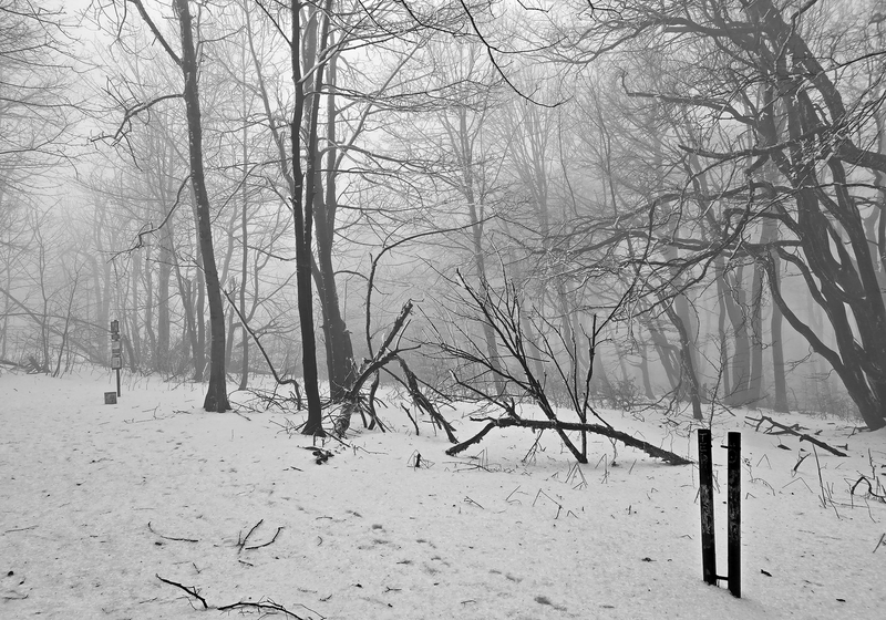 Les na Velká Javořině