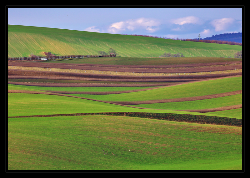 Linie
