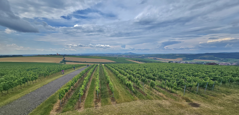 Vinohrady na Kobylím vrchu