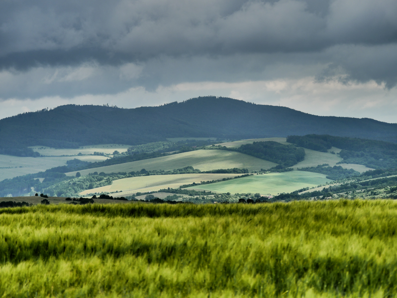 Komonec