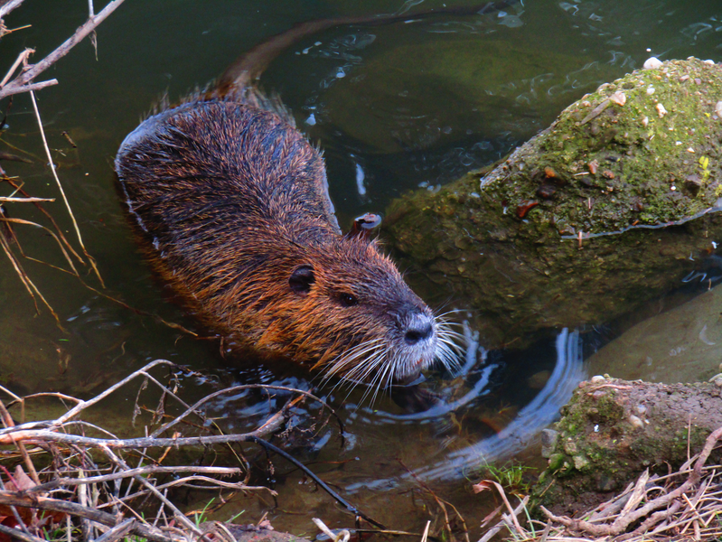 nutrie v řece Moravě