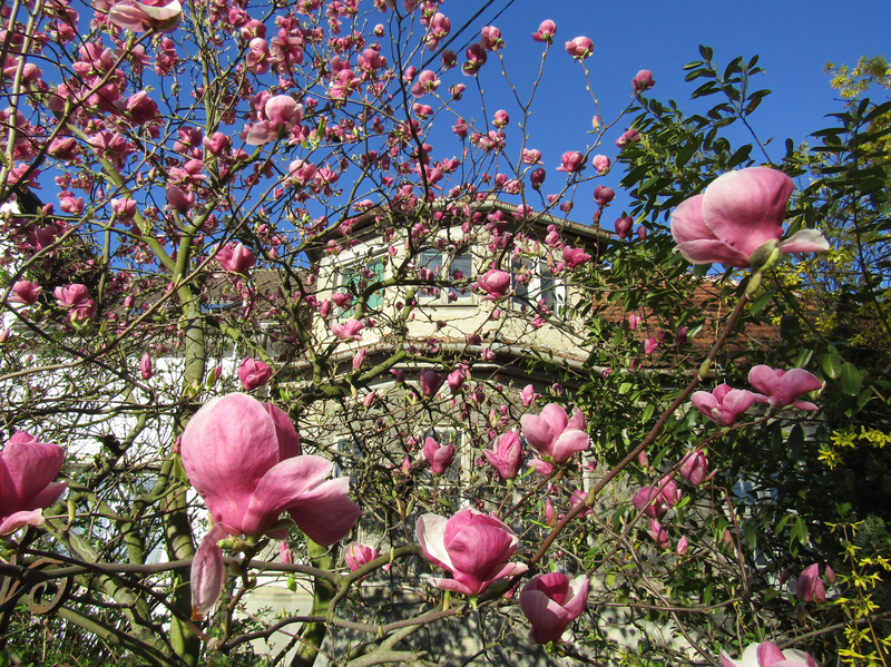 rozkvétlá magnolie