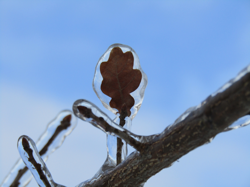 list dubu zamrzlý v ledu
