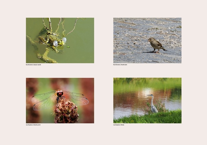 Hana Baroušová, Jana Knapiková