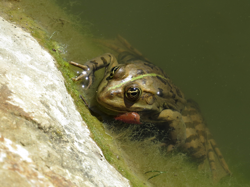 1. Přechod z vody na souš (skokan zelený) 