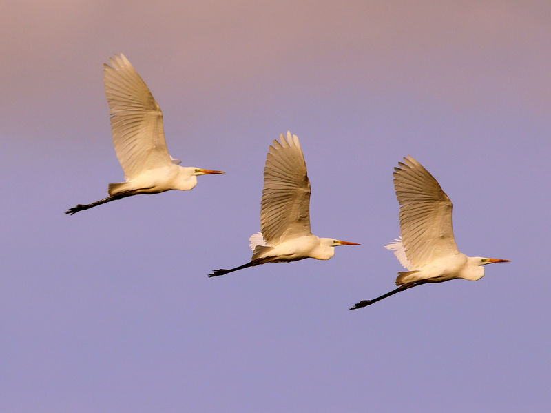 synchronizace
