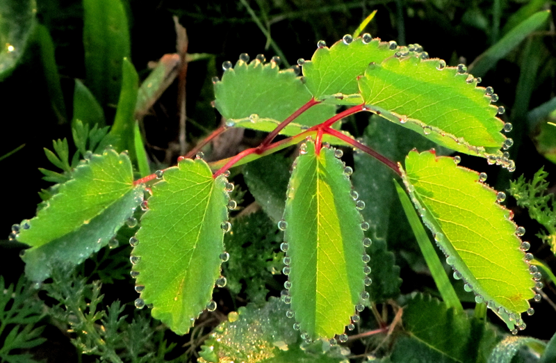10 Jedinečnost přírody Toten lékařský neboli krvavec toten (Sanguisorba officinalis).