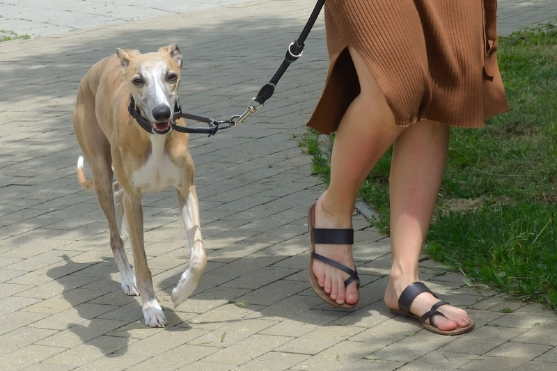 Psi ze sídliště - HOKY
