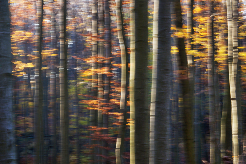 Les v Chřibech VI.