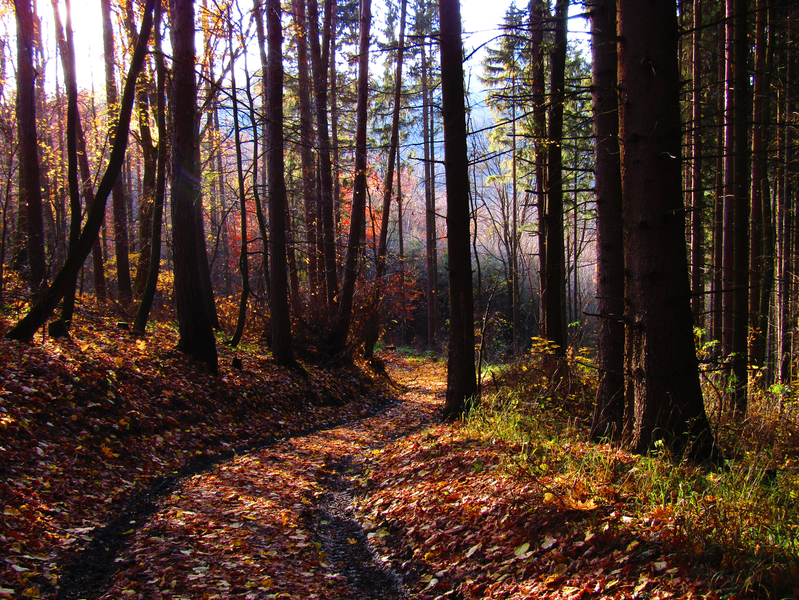 podzimní les pod Buchlovem