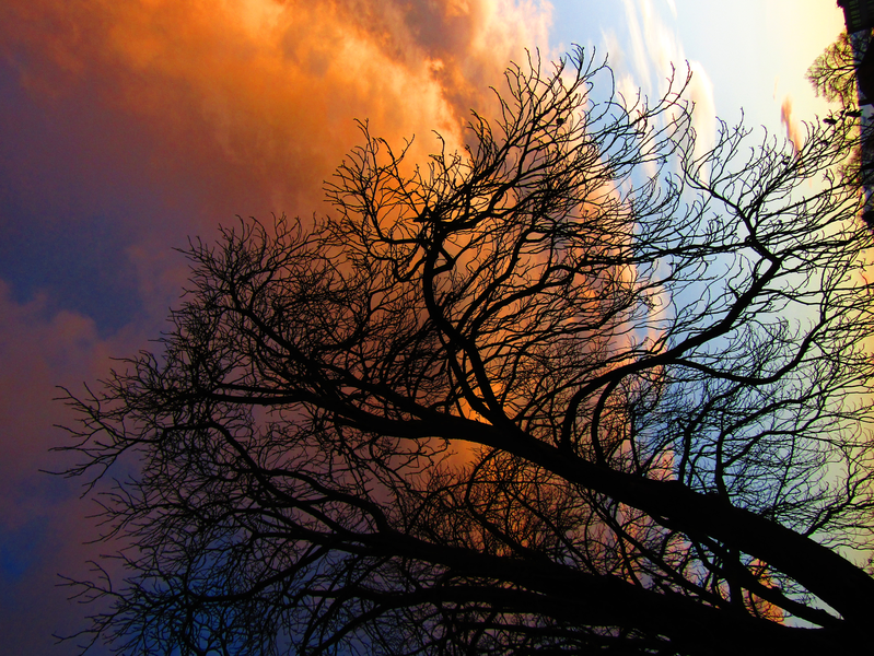 oranžové mraky za větvemi kaštanu ráno u Moravy