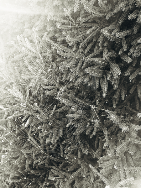 Pavučinou opředený smrk