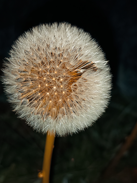 Pampeliška po setmění 