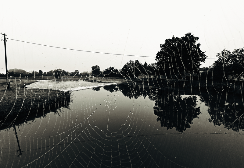 Kapky rosy na pavučině 