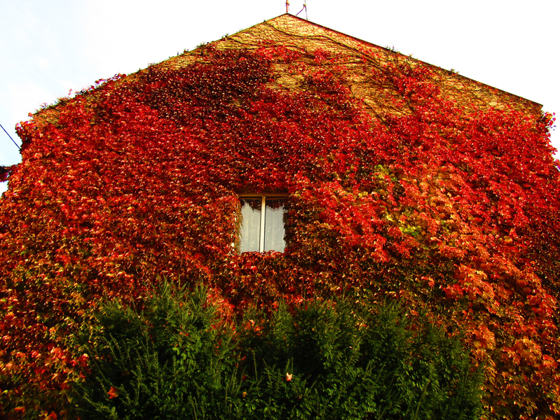 zelený keř a rudé listy přísavníku na domě