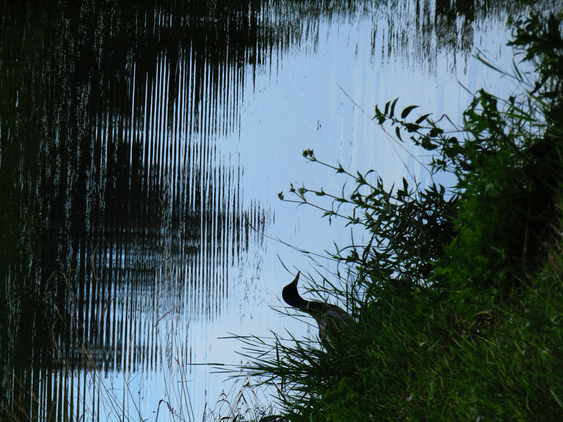 Volavka u rybníka Havaj