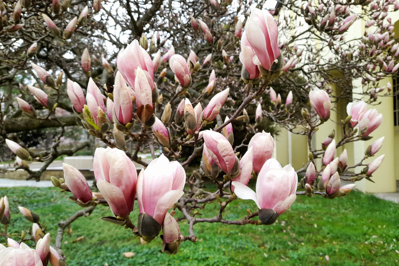 magnolie