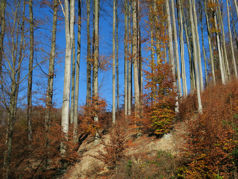 BUČINA