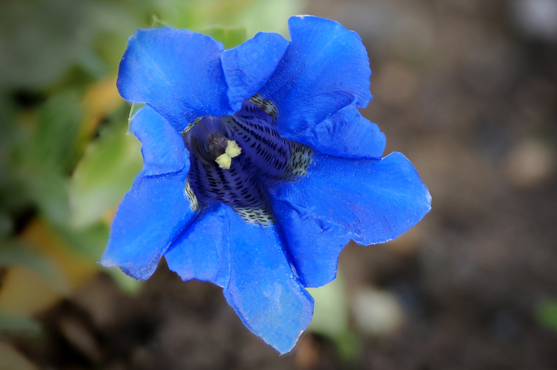 Zahradní portrét II