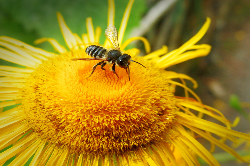 Zahradní portrét III