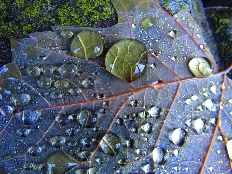 Kapky vody jako skleněné kuličky na javorovém listu