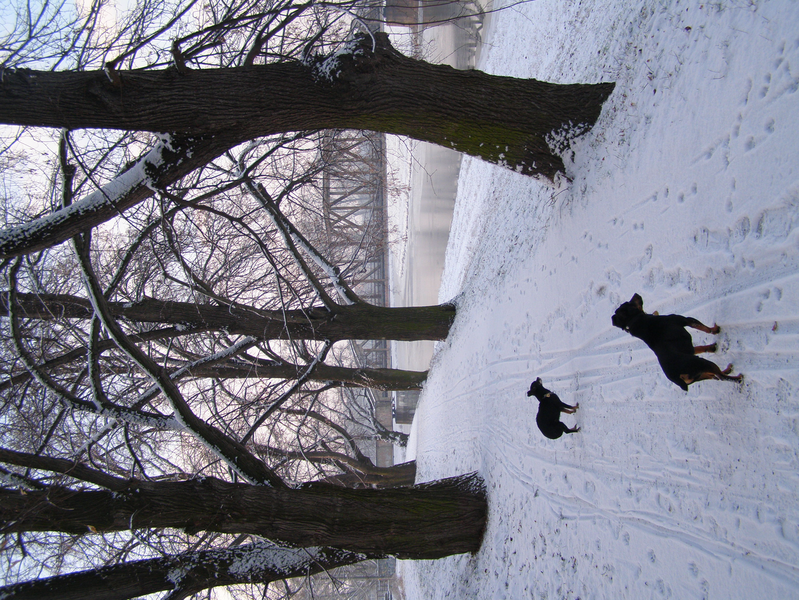 Zimní procházka na hrázi v lipové aleji
