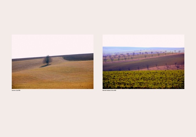 Javorovec | Moravské Toskánsko