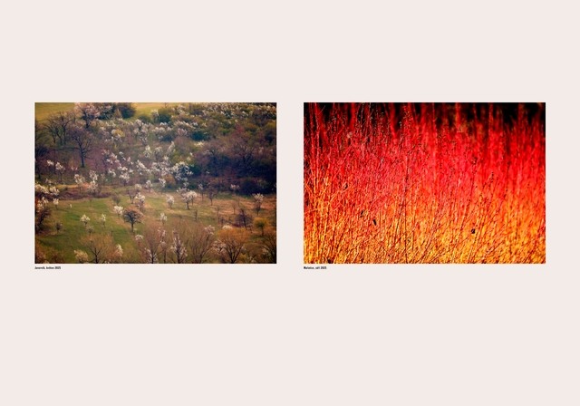 Javorník | Mařatice