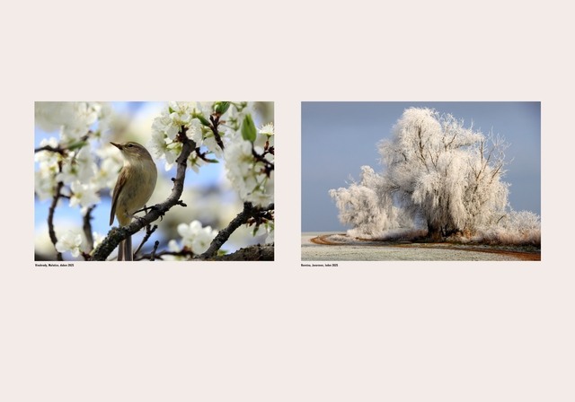 Vinohrady, Mařatice | Rovina, Javorovec